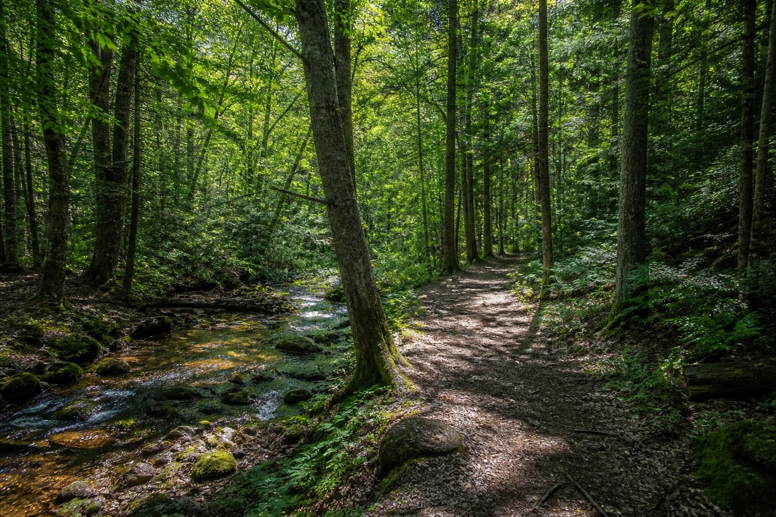 Conceptual southern Ontario forest trail. Not a photograph of the Windrose site.